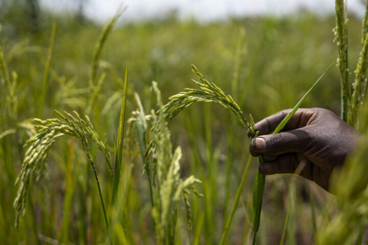 Picture of a green field with a hand of a an African woman holding stems on the right-hand side.